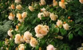 baff-byuti-6-398174