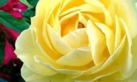 bagama-2-396740