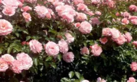 ballada-7-395340