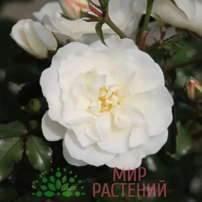 baunti-5-390023
