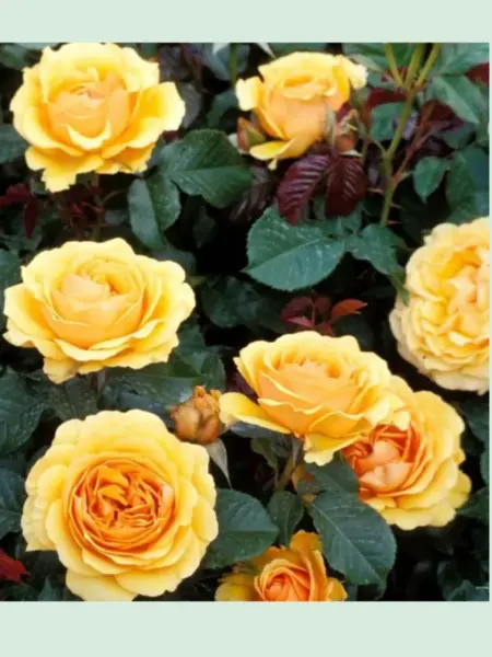 benthaymer-gold-2-391415