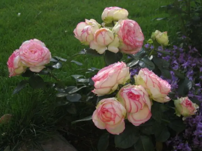 bidermeyer-1-391307