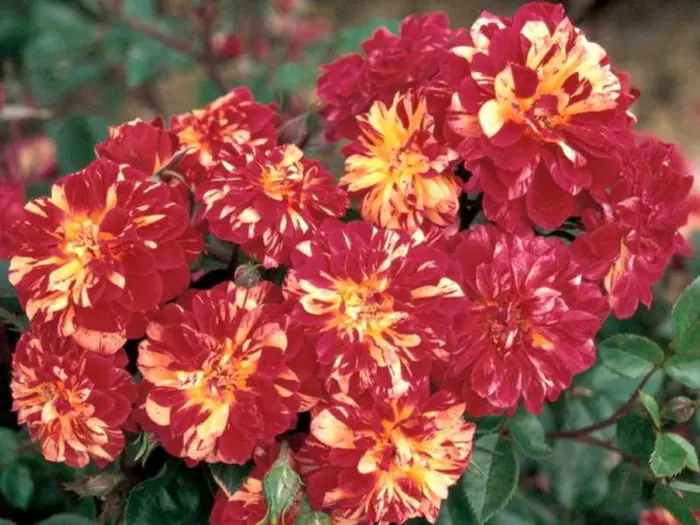 bigudi-1-374037