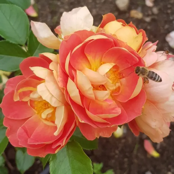 binenvayde-mango-2-380411
