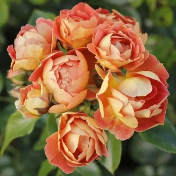 binenvayde-mango-main-380411