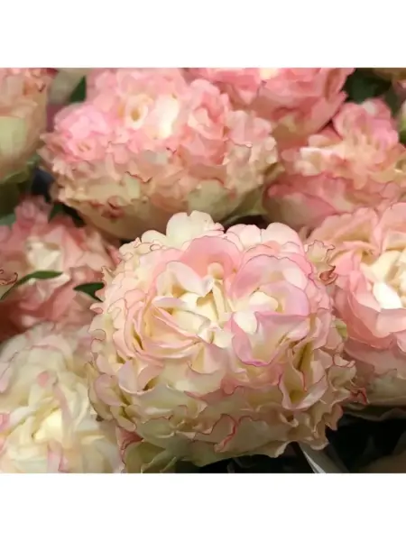charming-flou-1-374959