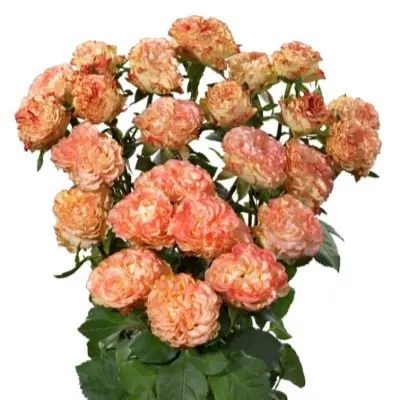 charming-flou-2-374959
