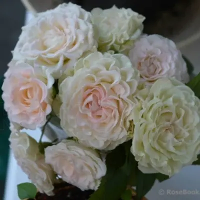 charming-flou-6-374959