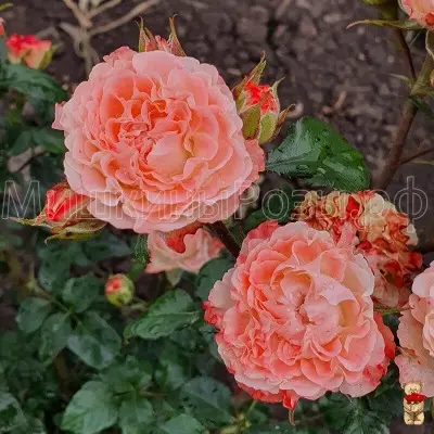 charming-flou-main-374959