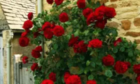 chernyy-buket-1-396720