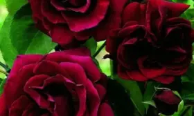 chernyy-buket-4-396720