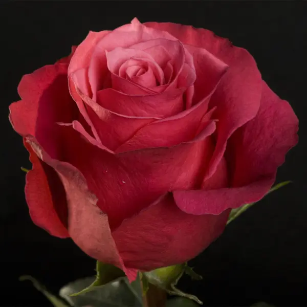 cherri-o-3-384036