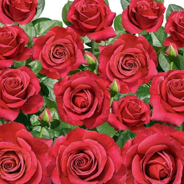 cherri-o-4-384036