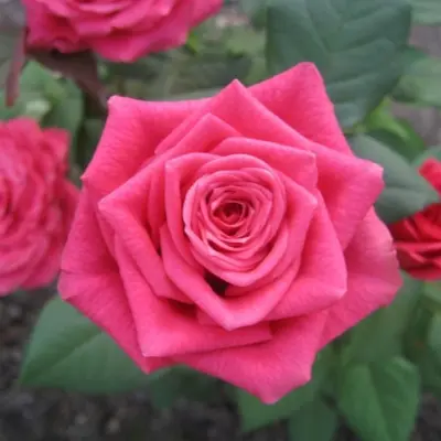 cherri-o-6-384036