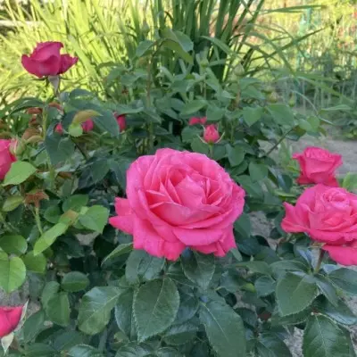 cherri-o-7-384036