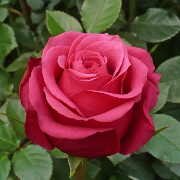 cherri-o-main-384036