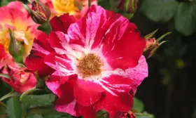 chetvertoe-iyulya-4-399452