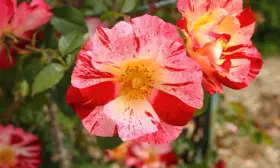 chetvertoe-iyulya-main-399452