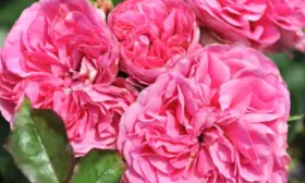 deliya-4-399378