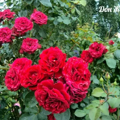 don-zhuan-5-380355