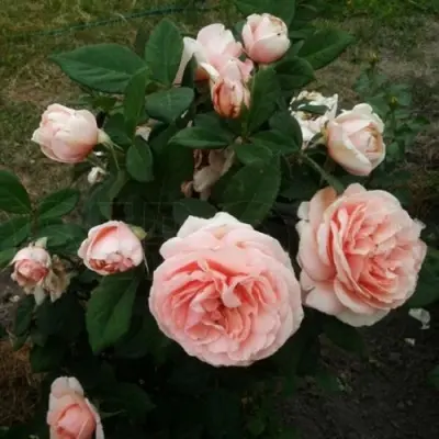 donatella-7-379502
