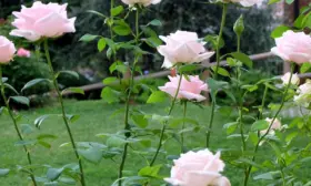 donna-marella-anelli-2-396764
