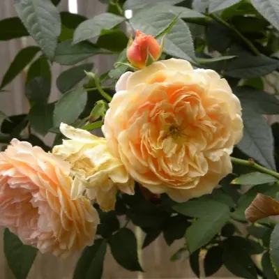 dzheri-dzhennings-6-382624