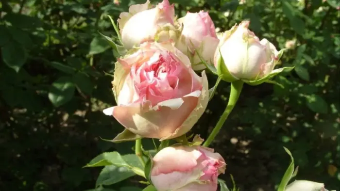 dzhim-2-378334
