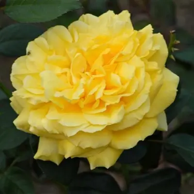 dzhina-lollobridzhida-4-393557