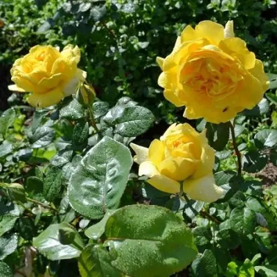 dzhina-lollobridzhida-5-393557