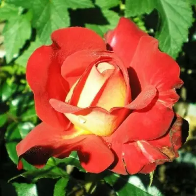 dzhipsi-dzhipsi-karnaval-main-373854