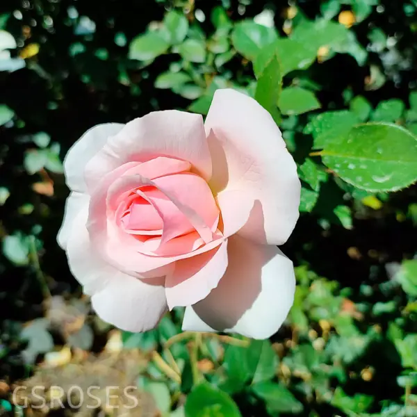 e-vayter-sheyd-of-peyl-a-whiter-shade-of-pale-4-391211