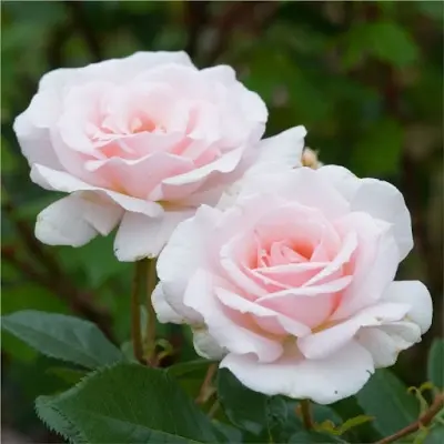 e-vayter-sheyd-of-peyl-a-whiter-shade-of-pale-main-391211