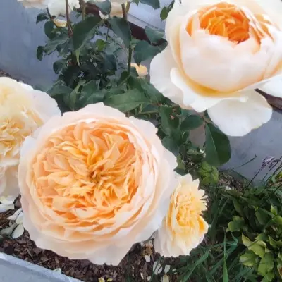 effi-7-390216