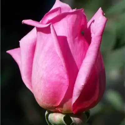 eyfeleva-bashnya-4-372036