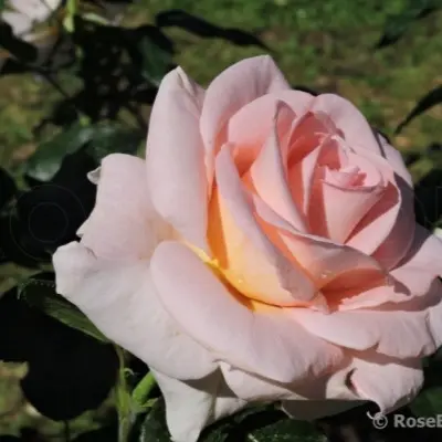 fanni-ardan-6-390088