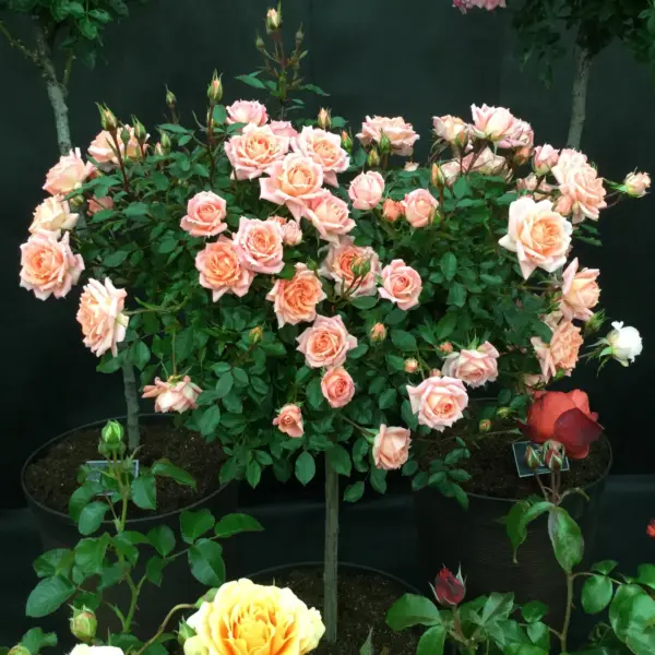 flauer-pauer-2-383954