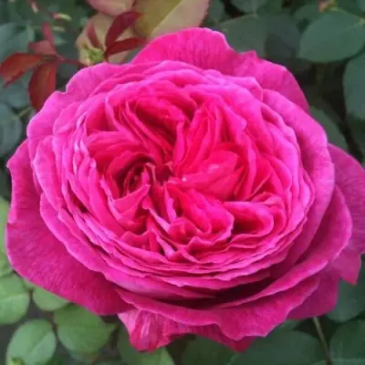 frayfrau-karolina-6-381854