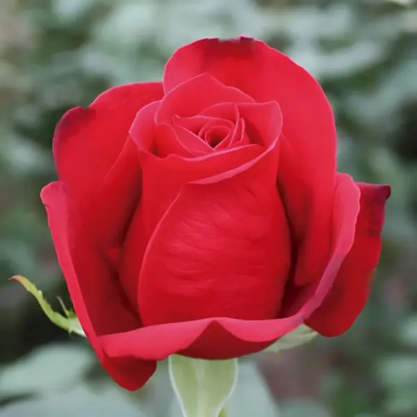 fridom-1-392334