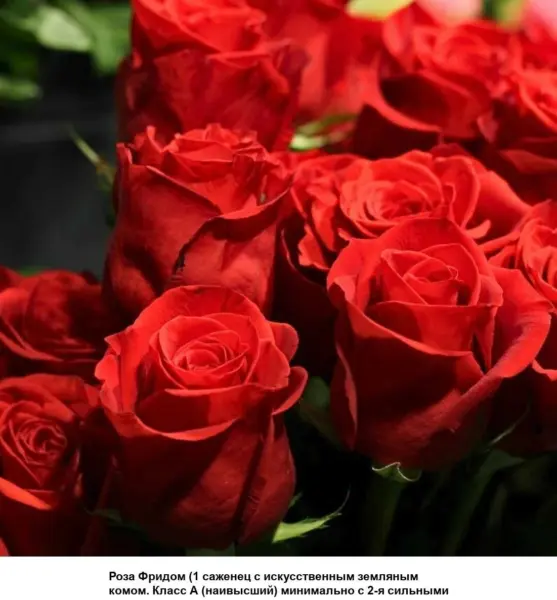 fridom-2-392334