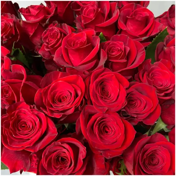fridom-3-392334