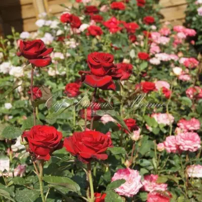 fridom-5-392334