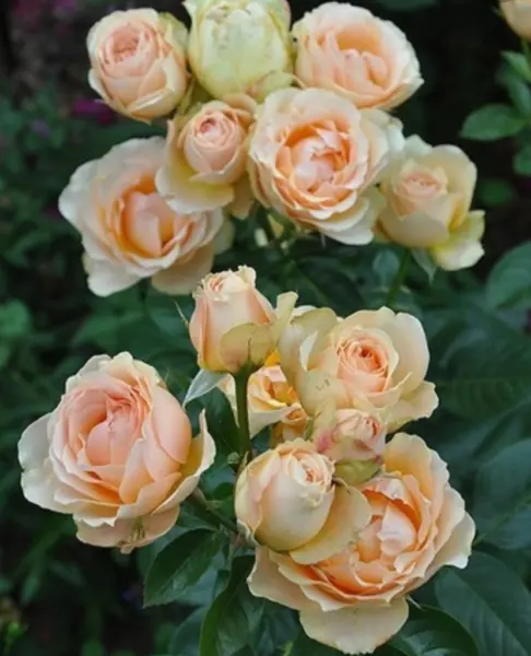 genrietta-barnet-3-392601