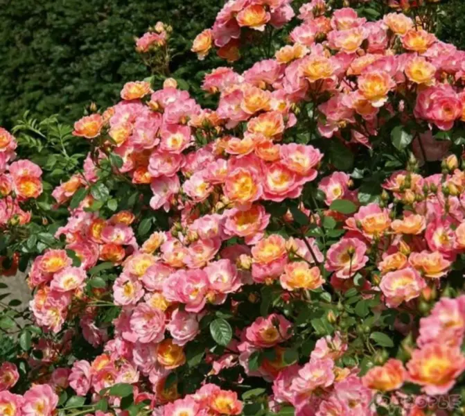 gertsoginya-frederika-1-386556