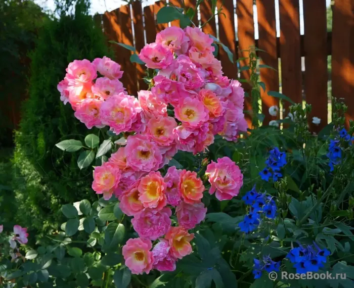 gertsoginya-frederika-5-386556