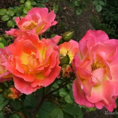 gertsoginya-frederika-7-386556