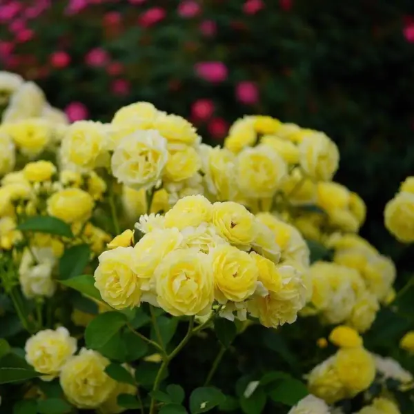 golden-border-2-375230