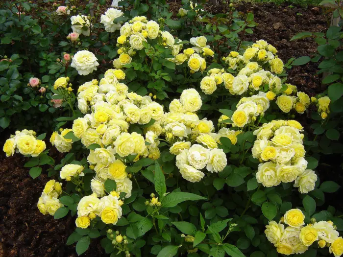 golden-border-3-375230
