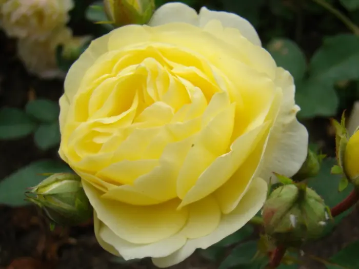 golden-border-4-375230