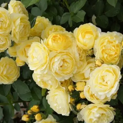 golden-border-5-375230